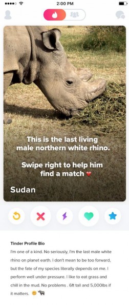 rinoceronte_tinder